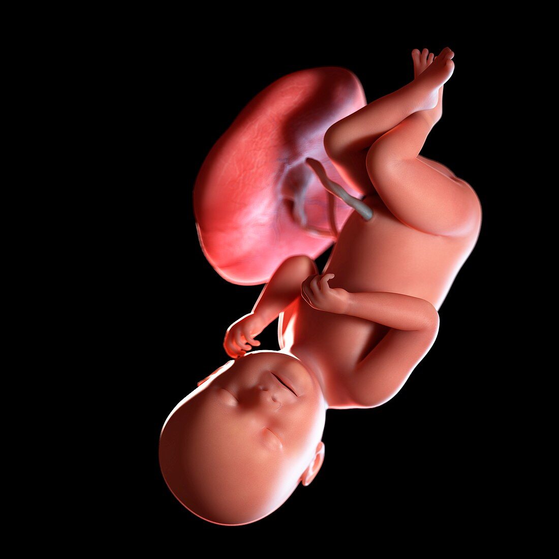 Human foetus age 38 weeks, illustration