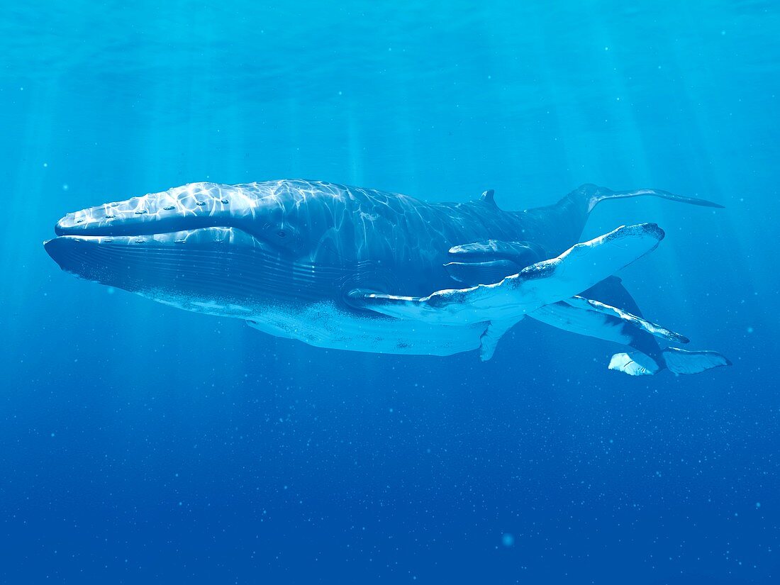 Whale swimming underwater, illustration