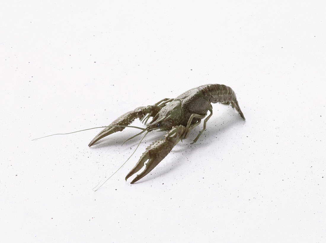 A crayfish on a white background