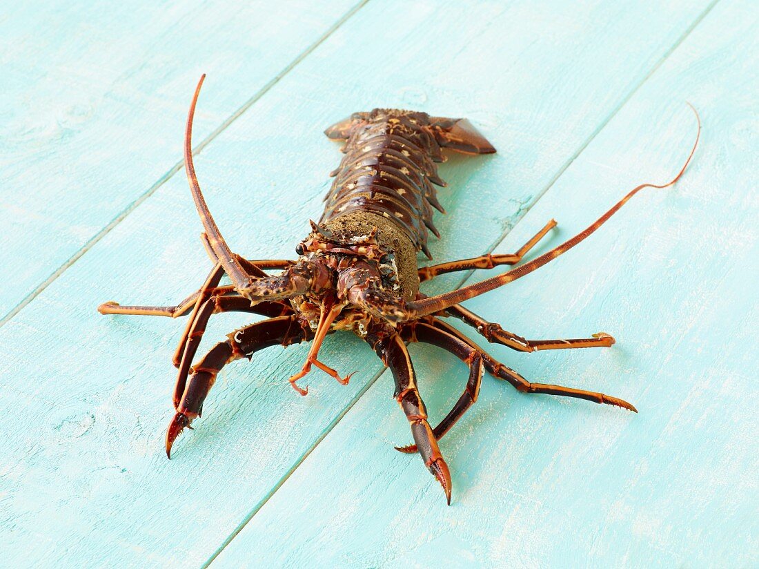 A spiny lobster on a turquoise background