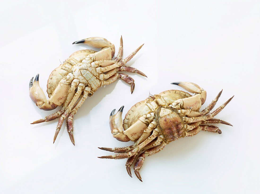 Two pocket crabs on a white background