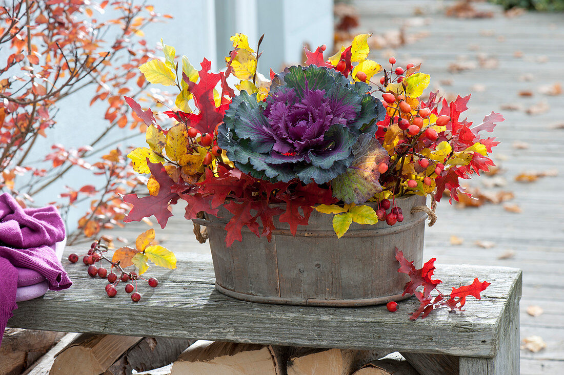 Small wooden tub with Brassica oleracea 'Pigeon Purple' (ornamental cabbage)