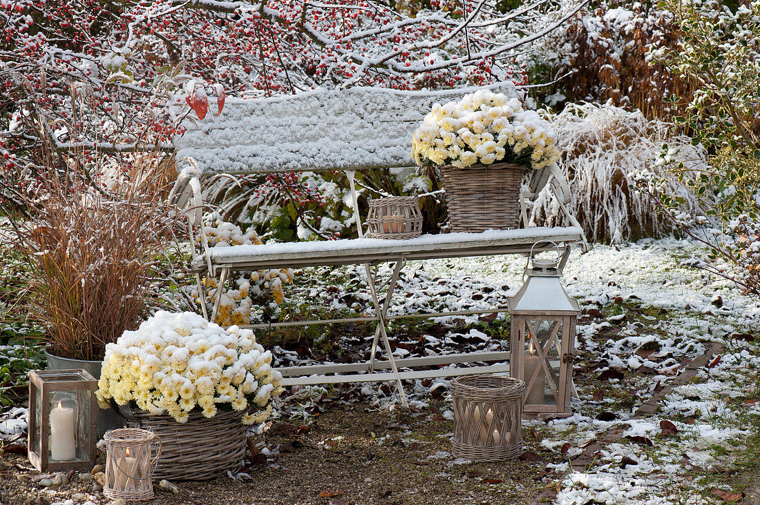 Der erste Schnee im Garten : Chrysanthemum multiflora