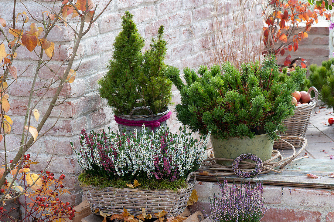 Pinus mugo mughus (Mountain pine, Krummholz pine), Picea glauca