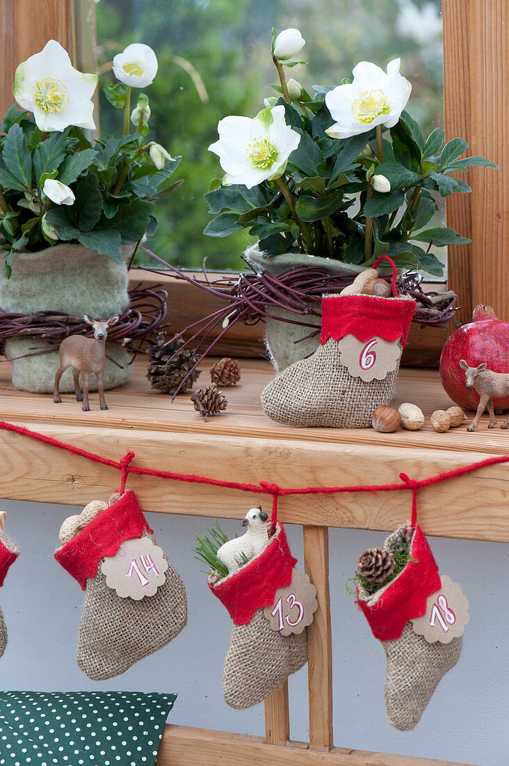 Helleborus niger in felt pots, with wreath made of twigs