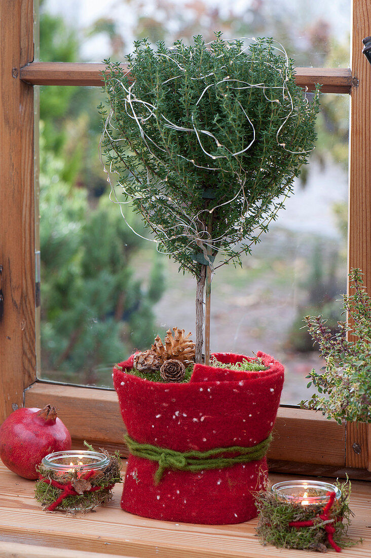 Thymus vulgaris (thyme) Christmassy stems