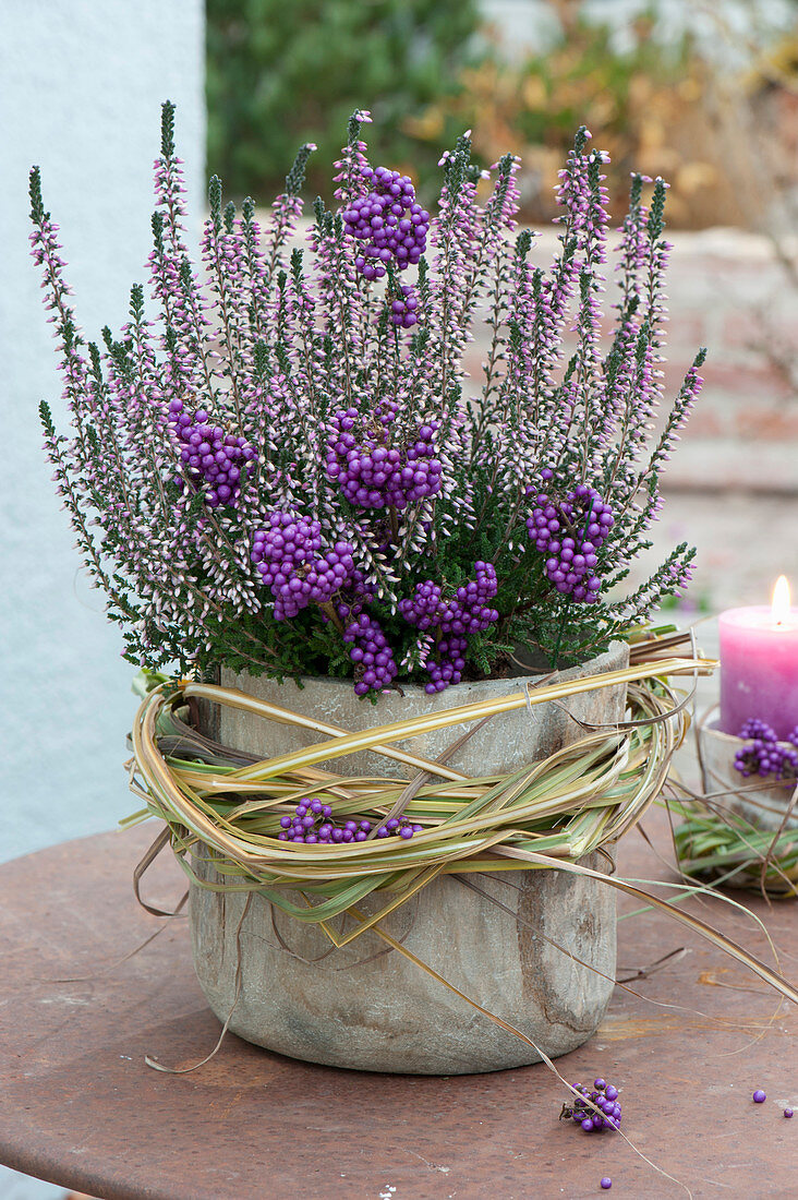 Calluna vulgaris Garden Girls 'Rosita' ( Knospenheide, Besenheide )