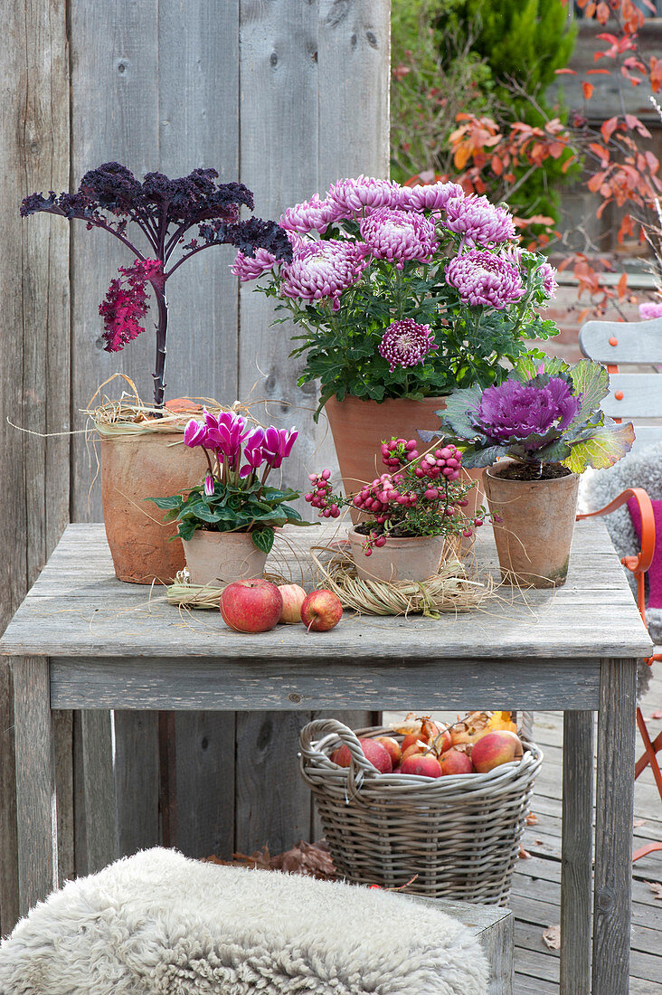 Chrysanthemum grandiflorum ( Deko - Chrysantheme ), Brassica 'Redbor