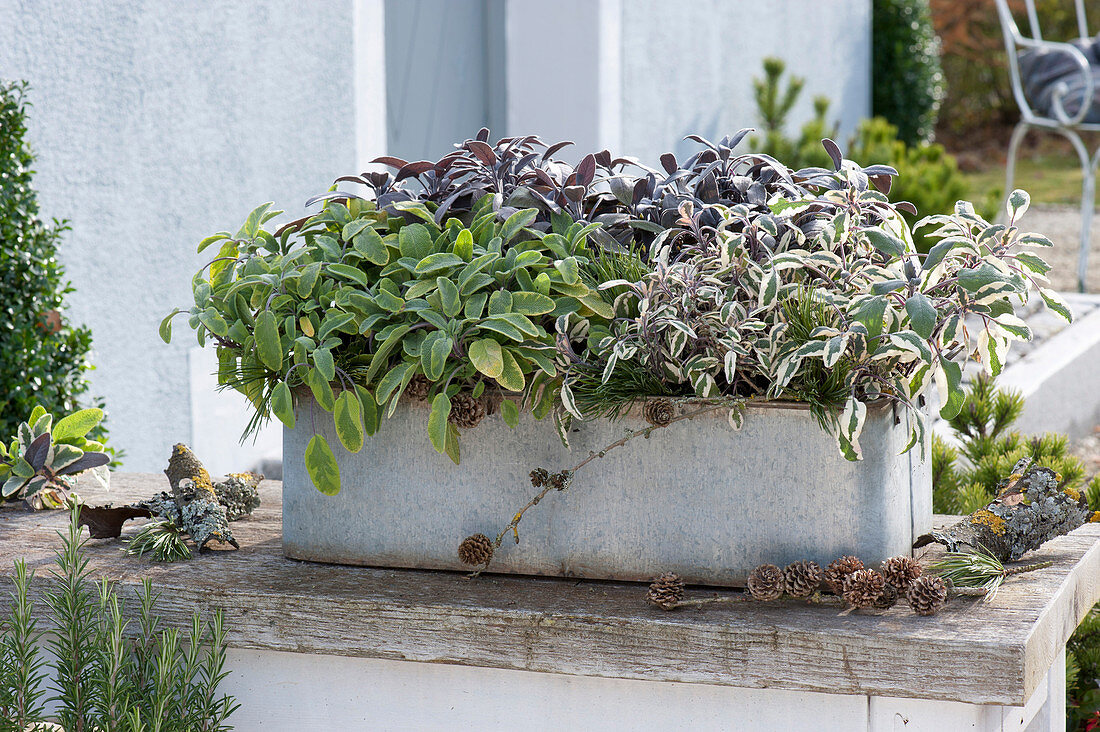 Zinc box planted with different kinds of sage: