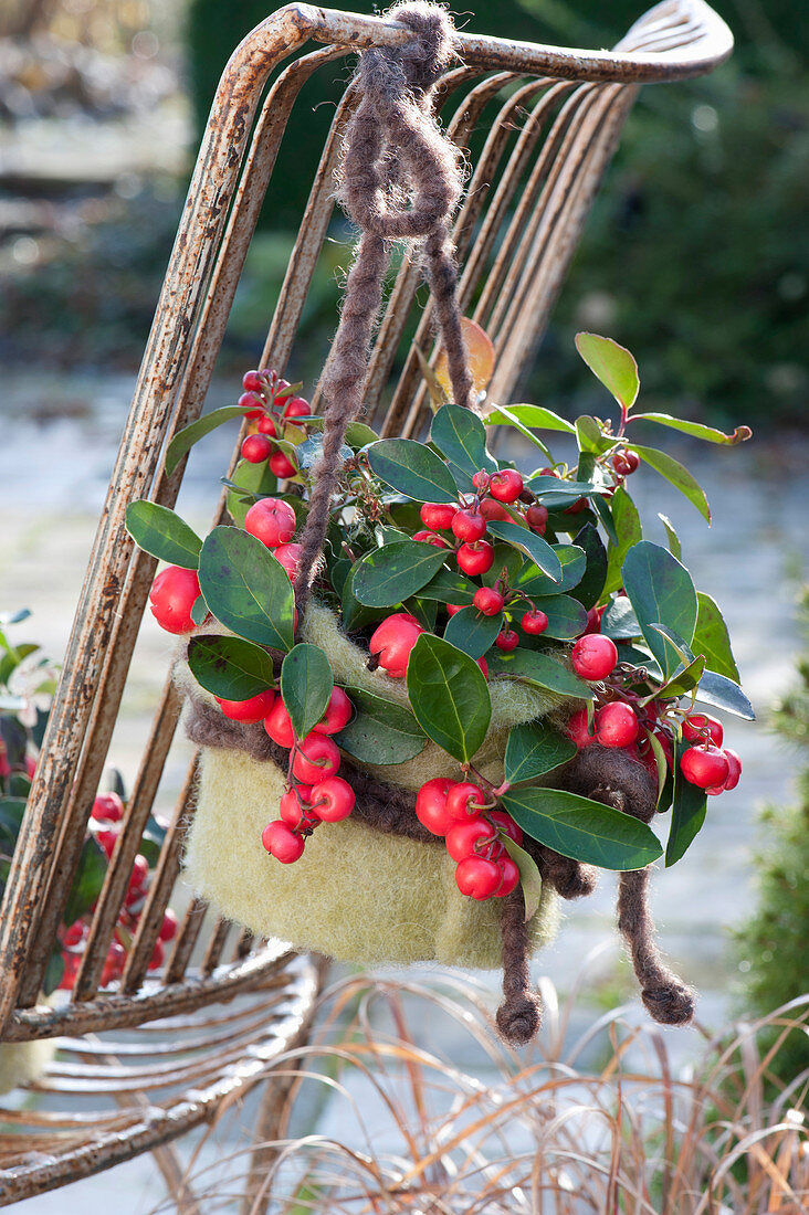 Gaultheria procumbens 'Winterpearls' with felt lining