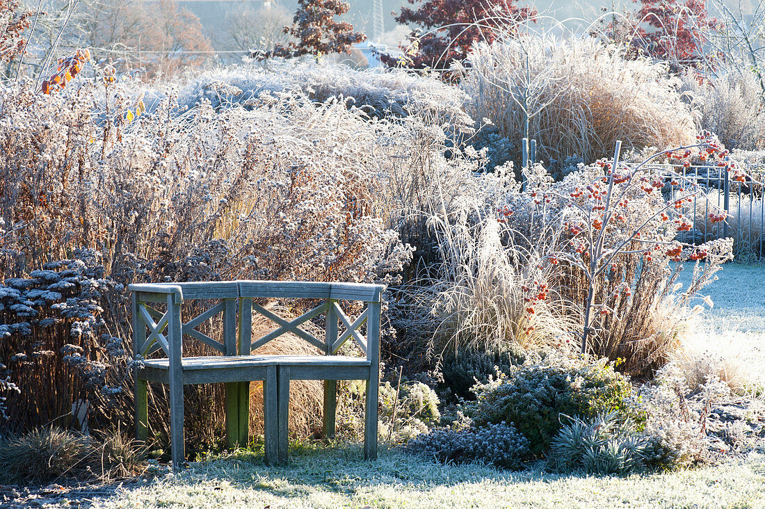 Wooden bench on the bed with frozen perennials and grasses