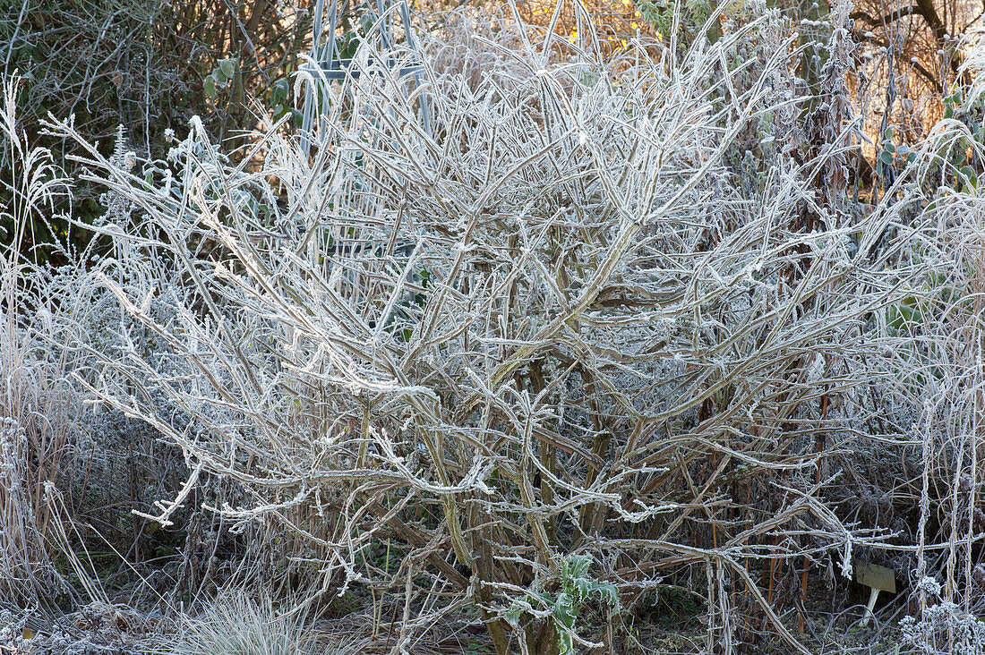 Euonymus alatus (corkstring spindle shrub) with hoarfrost