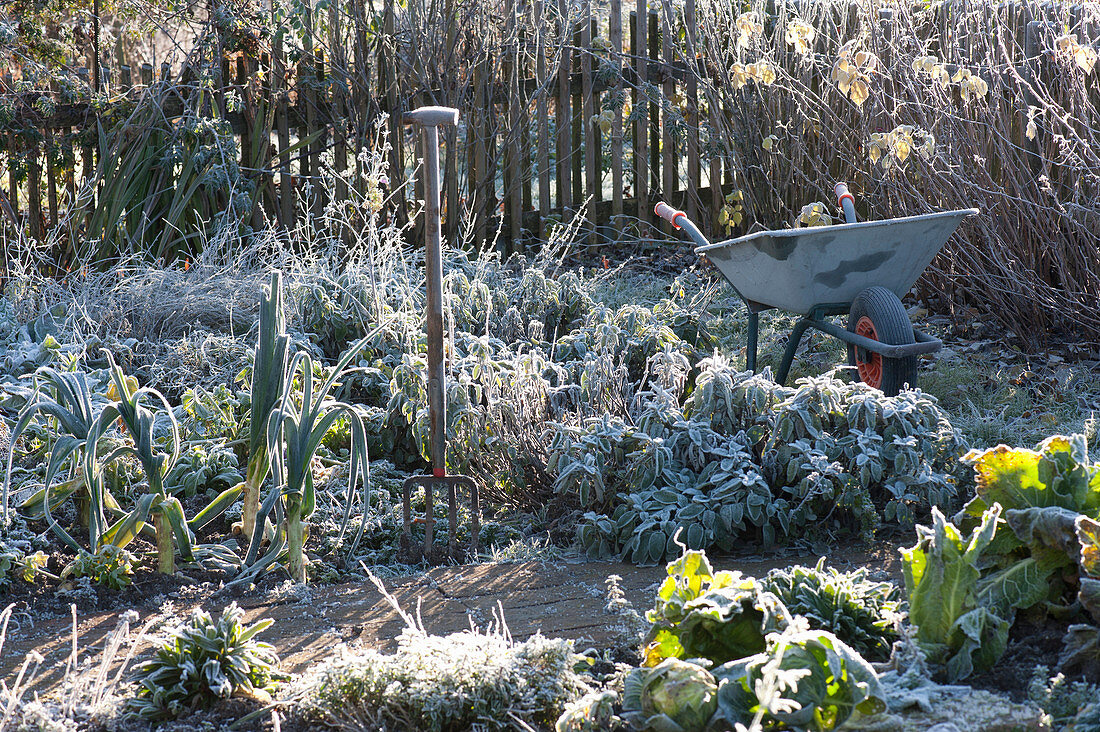 Frozen vegetable and garden herb with grave fork and wheelbarrow