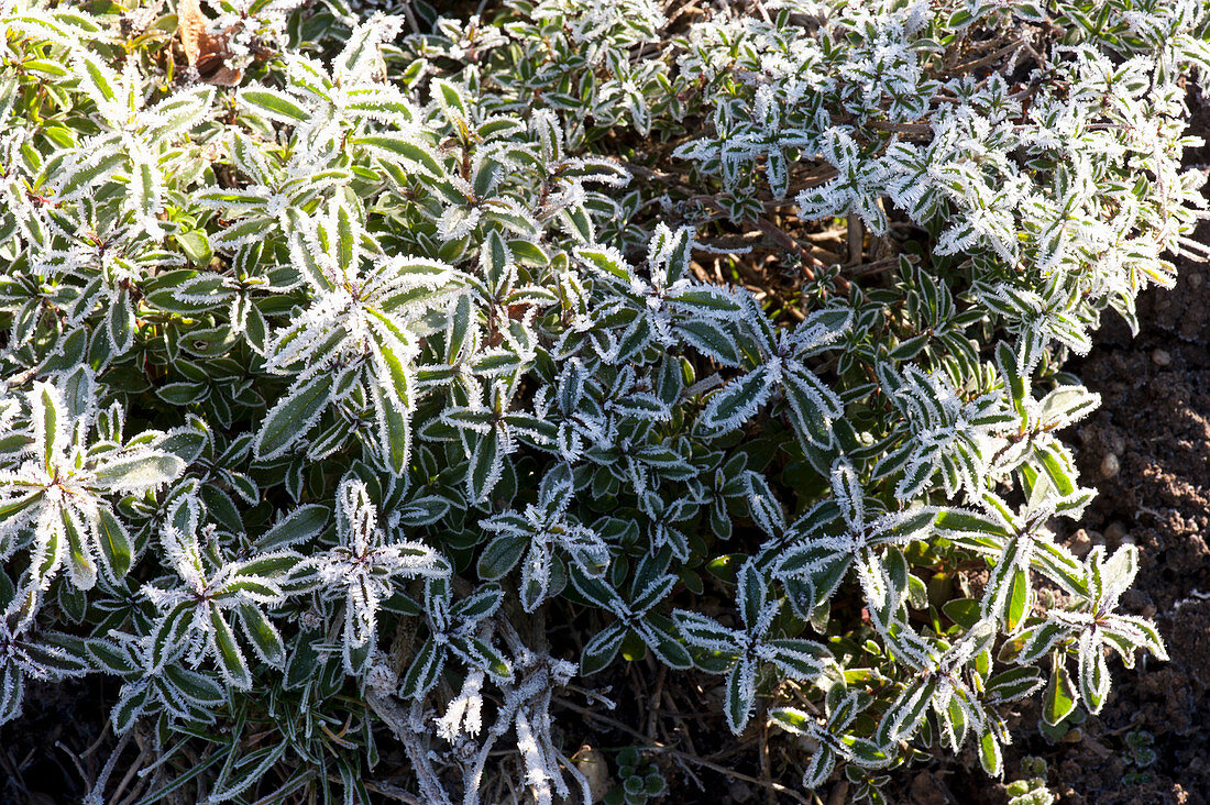 Ligustrum (privet) in hoarfrost