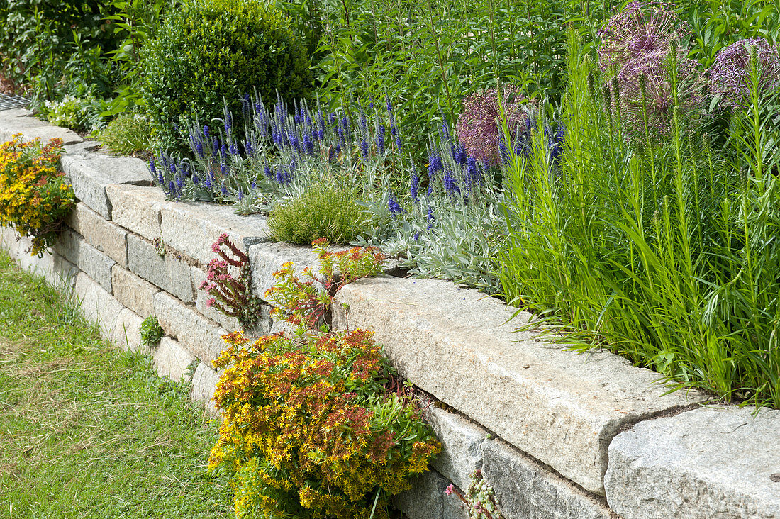 Drywall with Veronica spicata 'Silver Carpet' (Honorary Award)