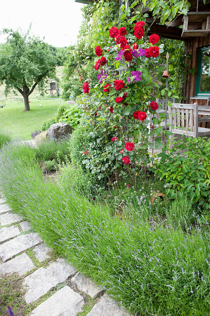 Bedding of lavandula (lavender), pink (climbing rose)