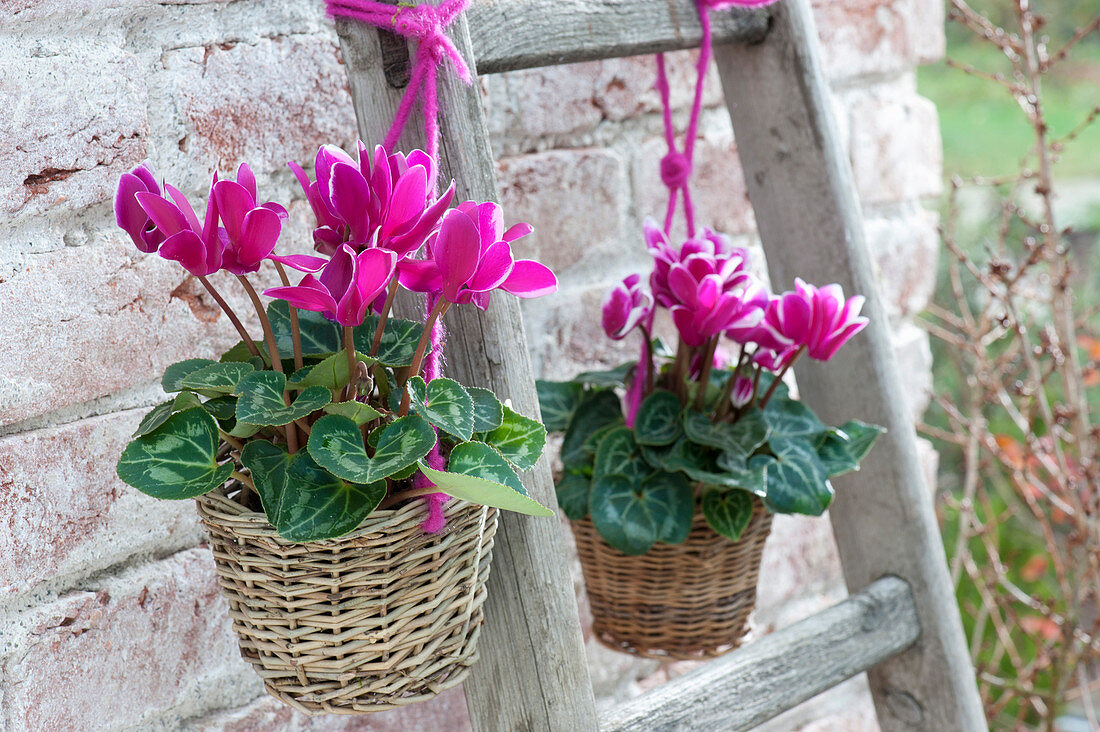 Cyclamen persicum ( Alpenveilchen ) in kleinen Koerben an Holzleiter