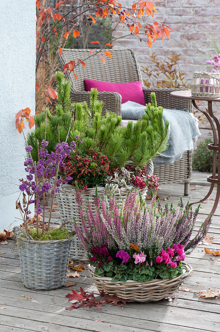 Autumn arrangement with Cyclamen persicum (cyclamen)