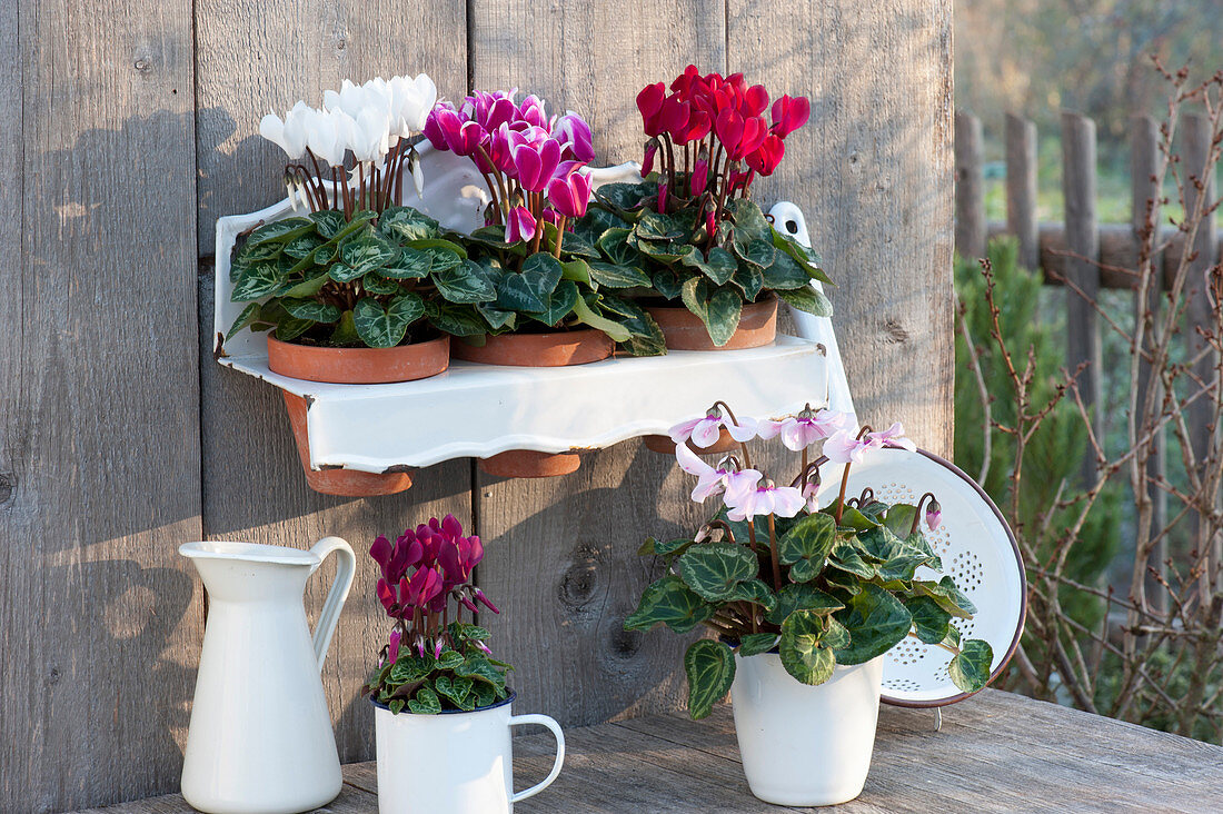 Pot arrangement with Cyclamen persicum in clay pots