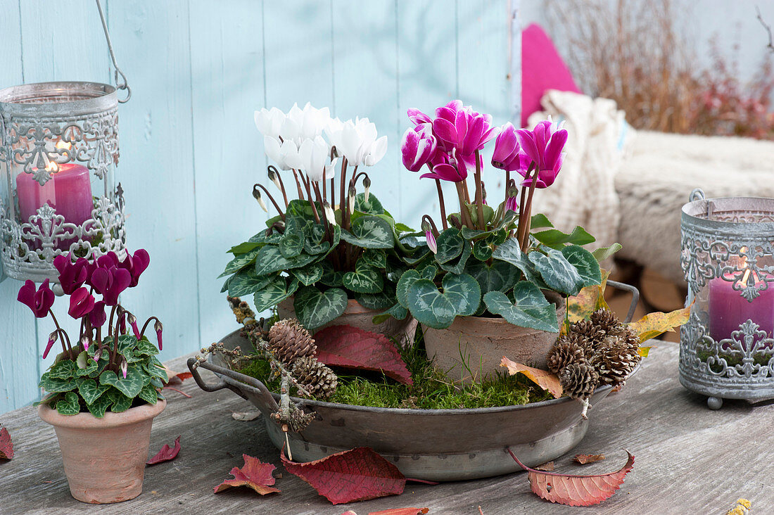 Pots with cyclamen persicum in zinc bowl with moss