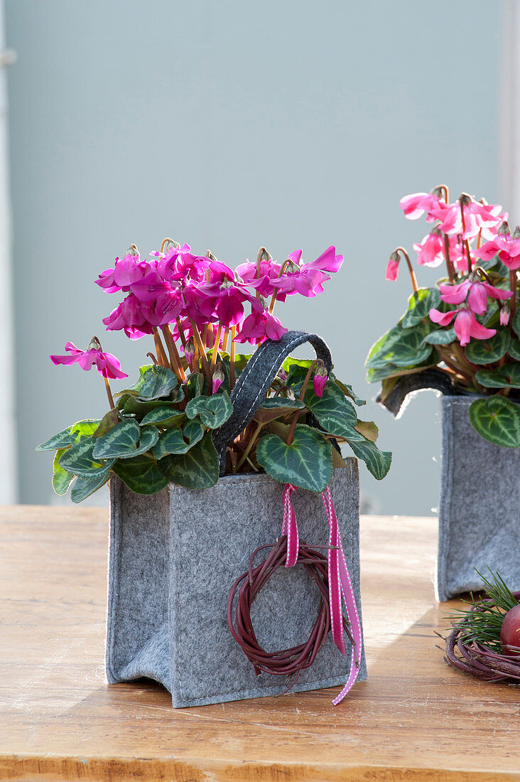 Cyclamen persicum 'Fleur en Vogue'