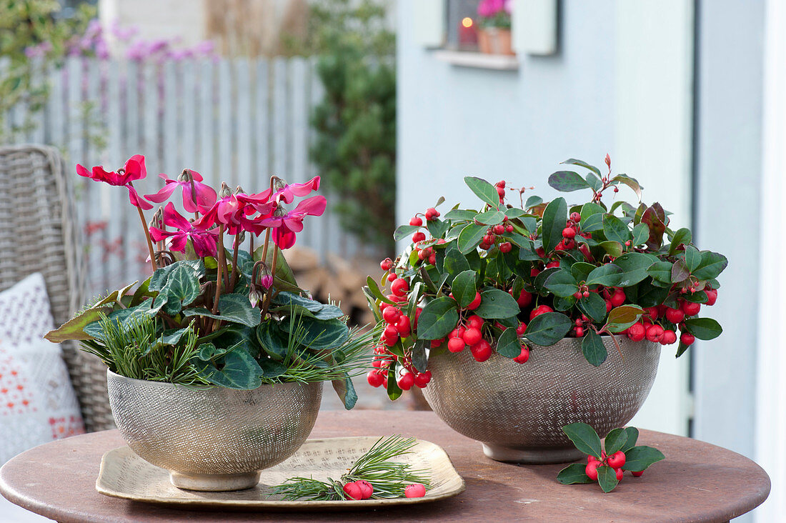 Cyclamen persicum 'Fleur en Vogue'