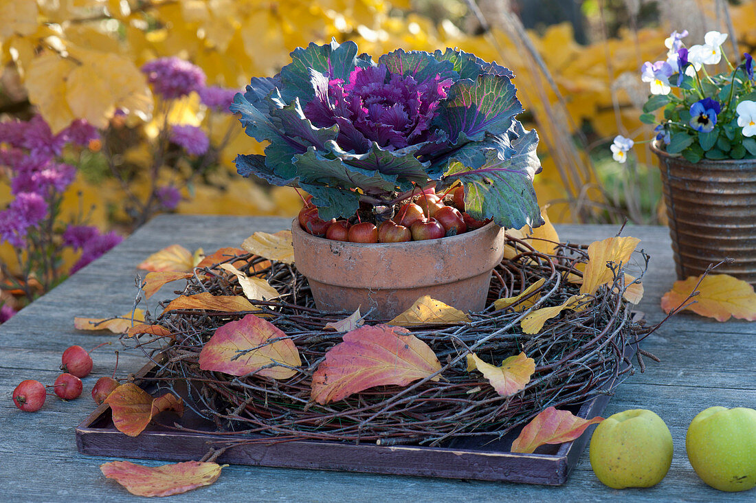 Brassica (ornamental cabbage) in wreath of betula (birch) branches