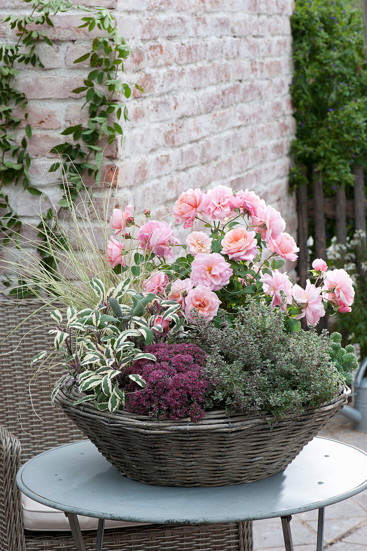 Basket bowl with pink (rose), thymus (thyme), sedum cauticolum