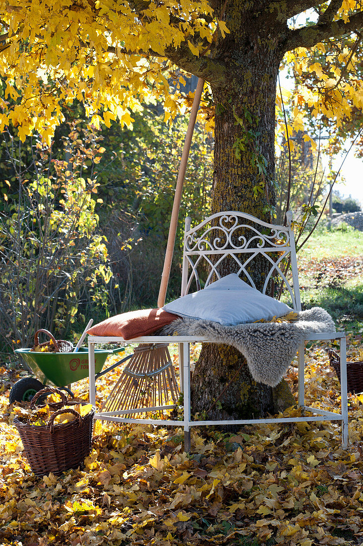 Tree bench under maple tree