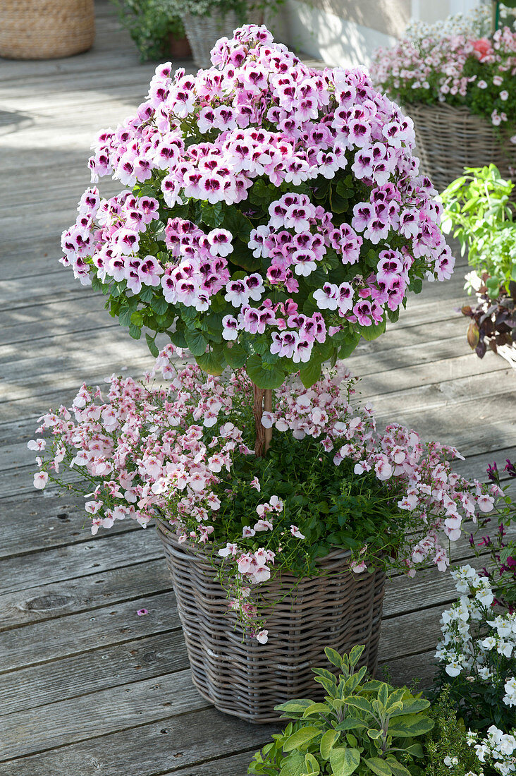 Pelargonium grandiflorum Aristo 'Petticoat' Stem