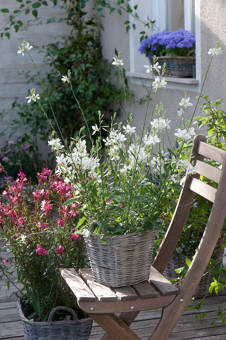 Gaura 'Lillipop pink', 'Snowbird' (Lindheimer's beeblossom) in baskets