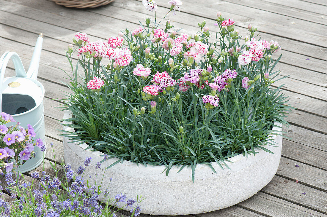 weiße Schale mit Dianthus caryophyllus ( Nelken )