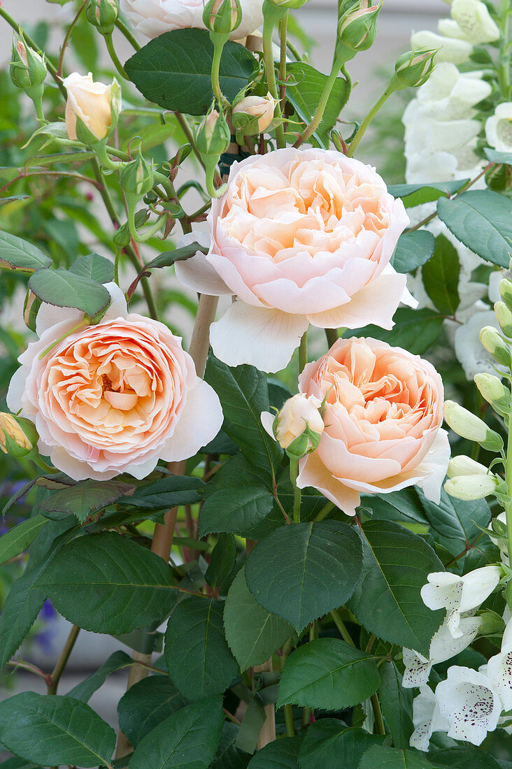 Rosa 'Lady of Shalott' ( Englische Rose ) von David Austin, oefterbluehend