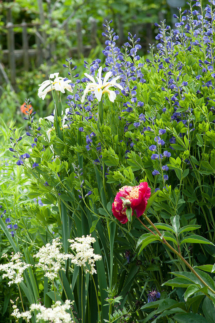 Early summer bed with Baptisia australis