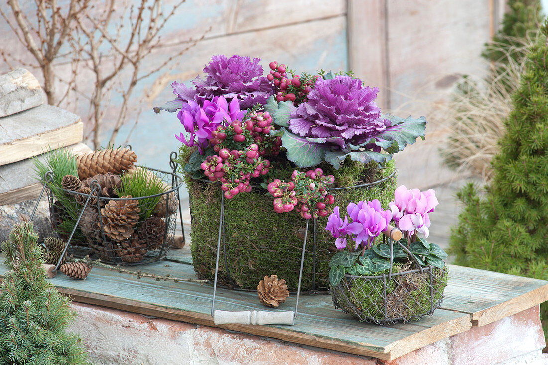 Brassica oleracea 'Pigeon Purple' ( Zierkohl ), Pernettya mucronata