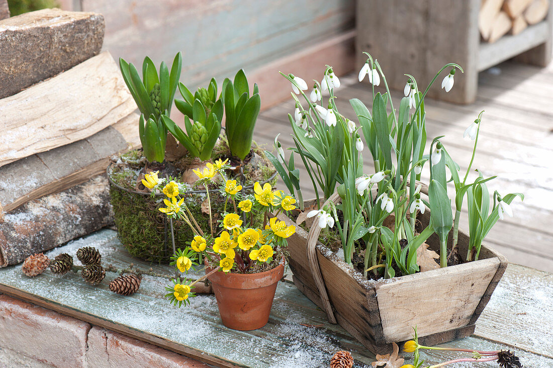 Wooden basket with Galanthus nivalis (snowdrop), wire basket