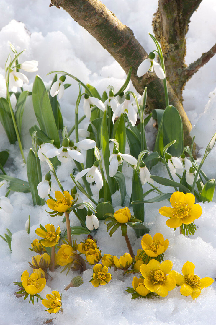 Winter aconites and snowdrops in the snow