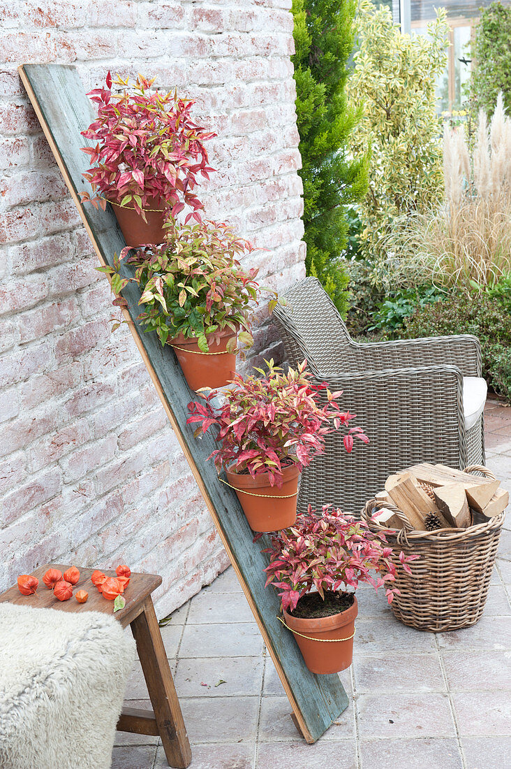 Leucothoe walteri (Grape heather, grape myrtle) in clay pots