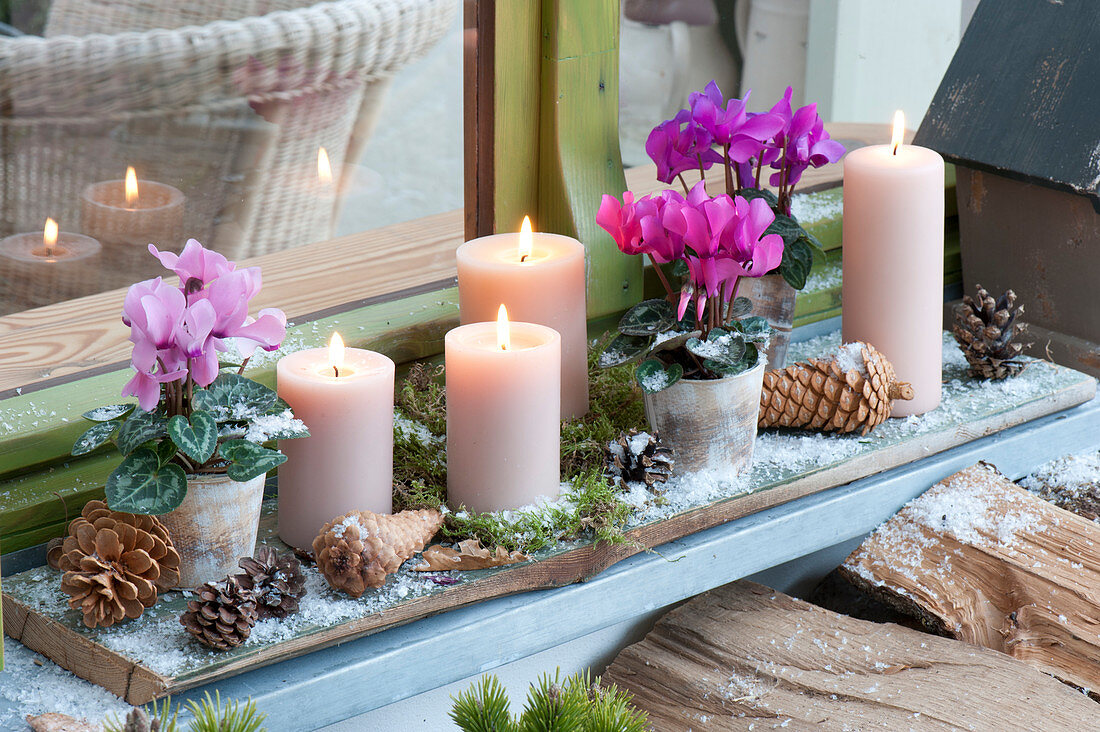 Advent decoration with cyclamen persicum, 4 candles