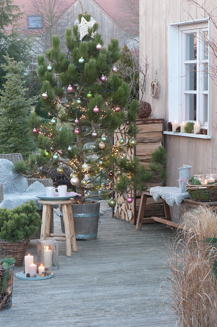 Christmas terrace with Pinus nigra (black pine)