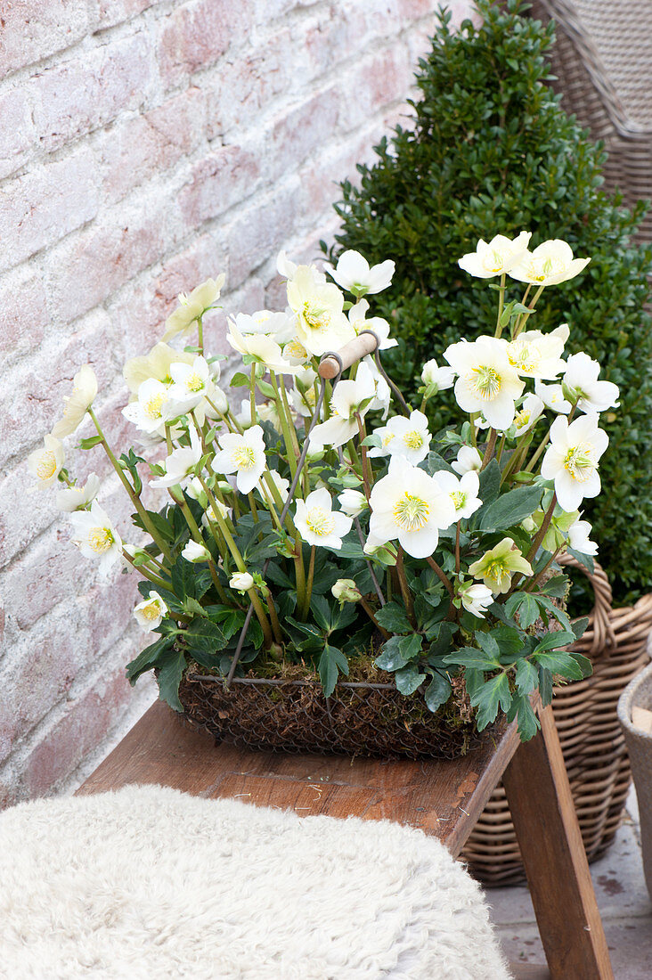 Helleborus niger (Christmas rose) in wire basket with moss on wooden bench