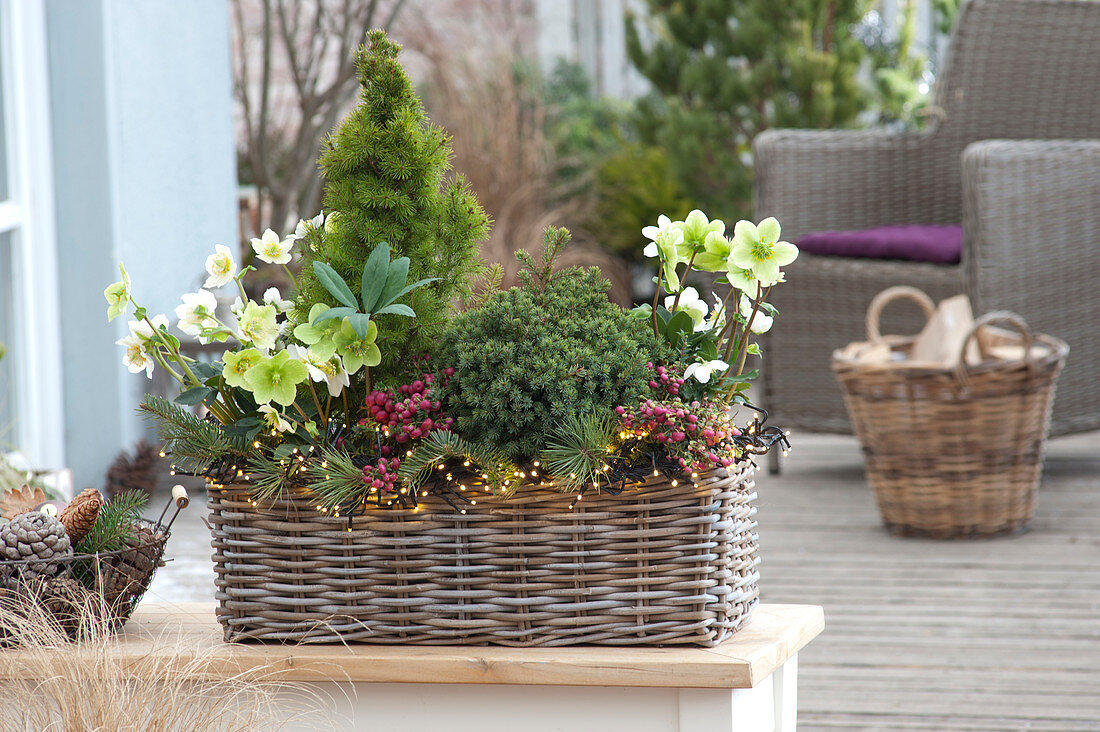 Helleborus niger (Christmas roses), Picea abies 'Echiniformis' (hedgehog spruce),