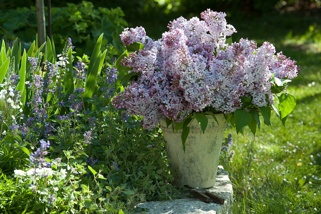 Strauss aus Syringa ( Flieder ) am Beet mit Nepeta ( Katzenminze )