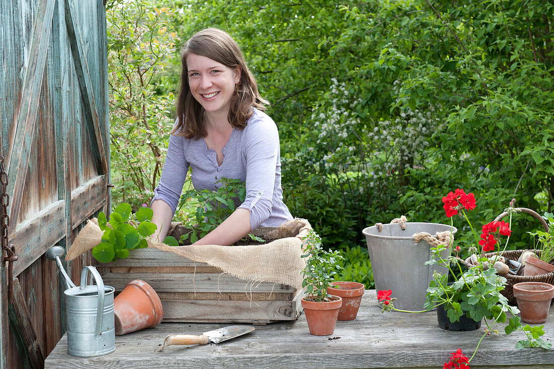 Plant old wine box with summer flowers and tomato