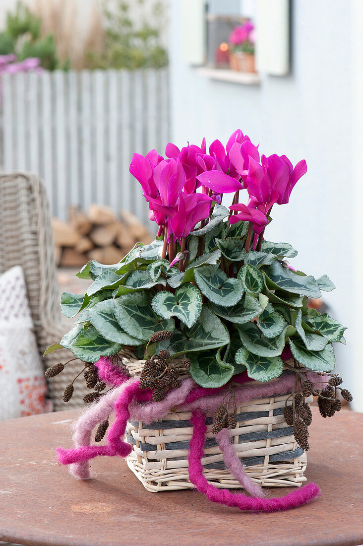 Cyclamen persicum (cyclamen) in basket with string of wool