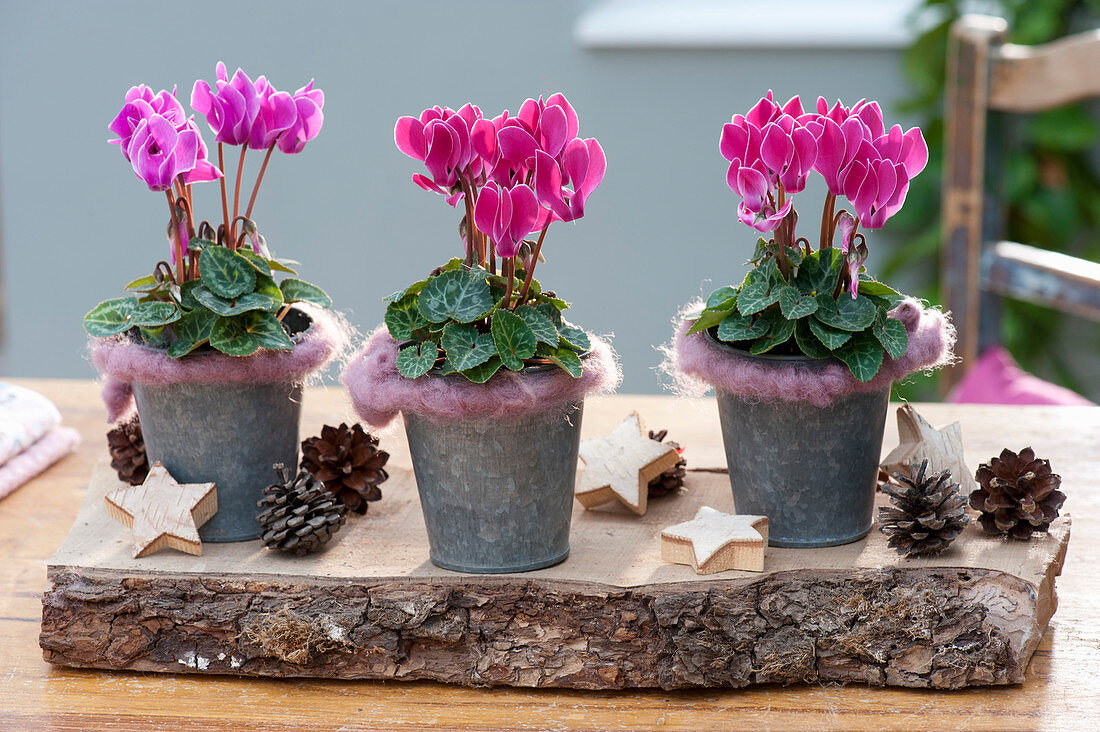 Cyclamen persicum (mini-cyclamen) in zinc pots