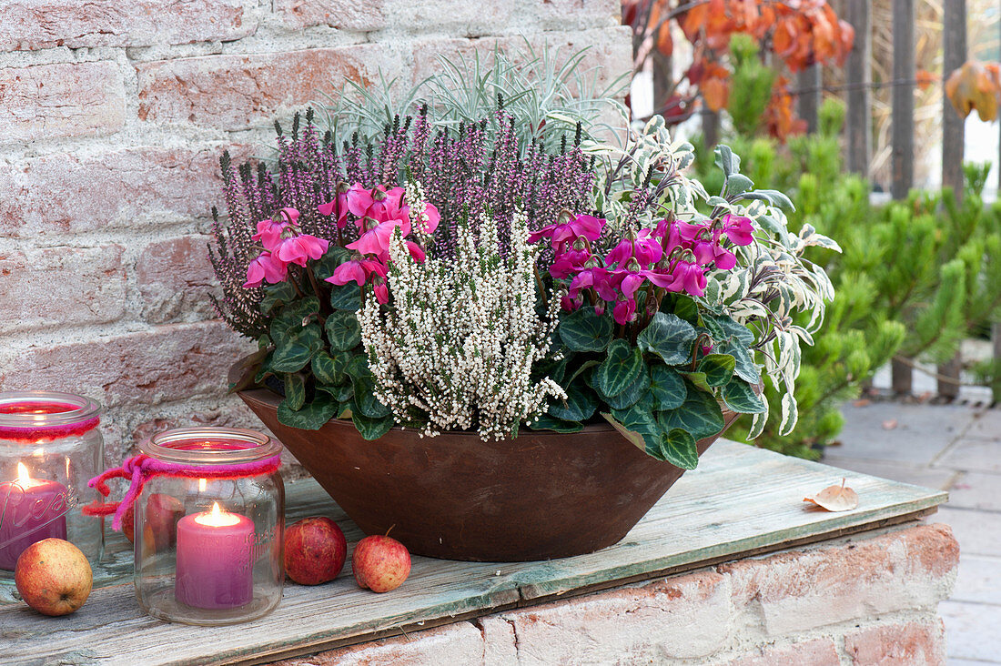 Cyclamen persicum 'Fleur en Vogue' ( Windradcyclamen, Alpenveilchen )