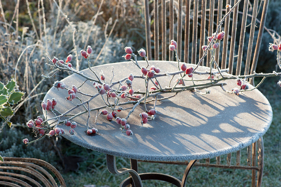 Frozen branch with pink (rosehip) on rust table