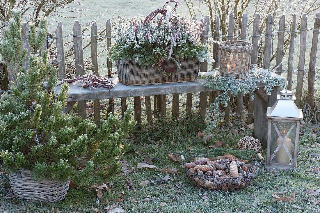 Basket with Calluna vulgaris 'Twin Girls' (bud heath, broom heath)