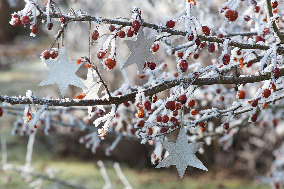 Silberne Sterne an Malus ( Zierapfelbaum ) mit Fruechten